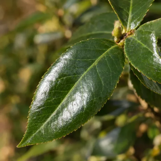 Camelia 'Show girl' (Camelia sasanqua) — gros plan sur feuilles vertes brillantes · Photo d'illustration