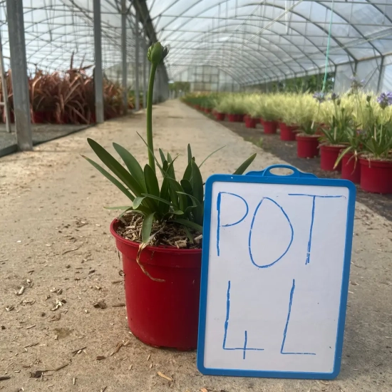 Agapanthe 'Charlotte'