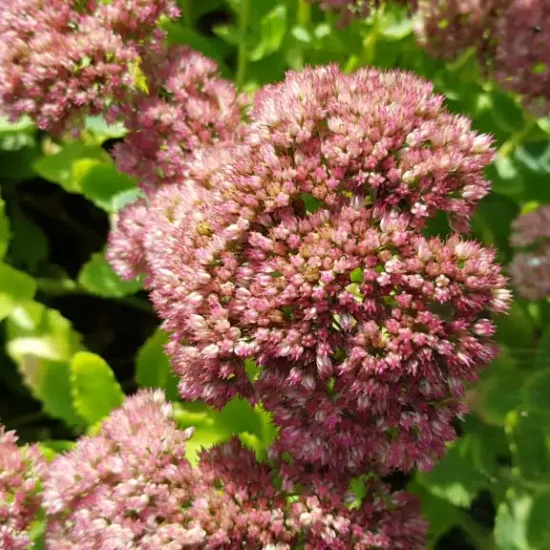Sedum 'Brillant' (Sedum spectabilis) — gros plan sur ombelles de petites fleurs roses