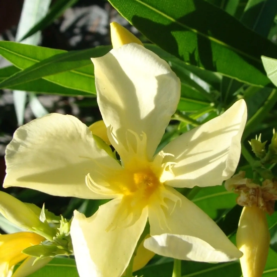Laurier rose 'Marie Gambetta'