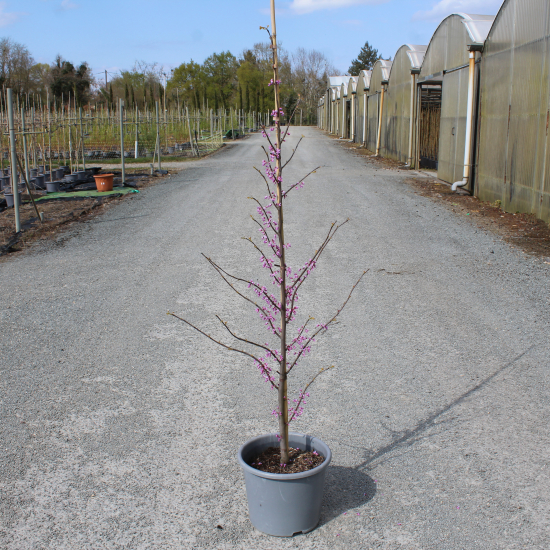 Gainier du canada 'Hearts of gold'