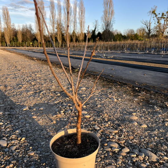 Prunier nain 'Reine gold'