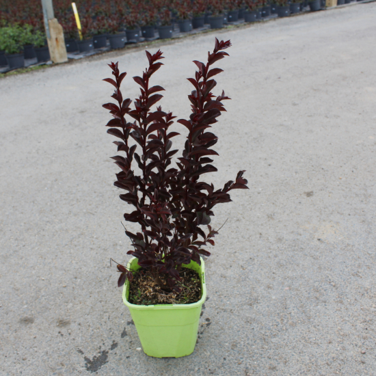 Lilas des indes 'Moonlight'