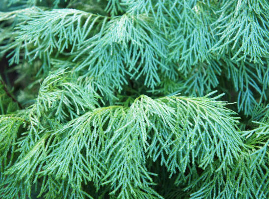 Cèdre du japon 'Elegans viridis'