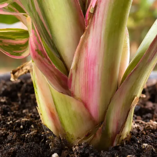 Banane 'Nono pink variegata' (Musa) — gros plan de tiges panachées vert et rose