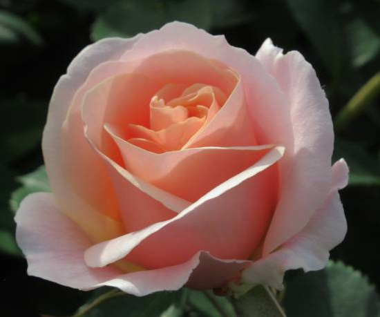 Rosier 'Grand siecle'