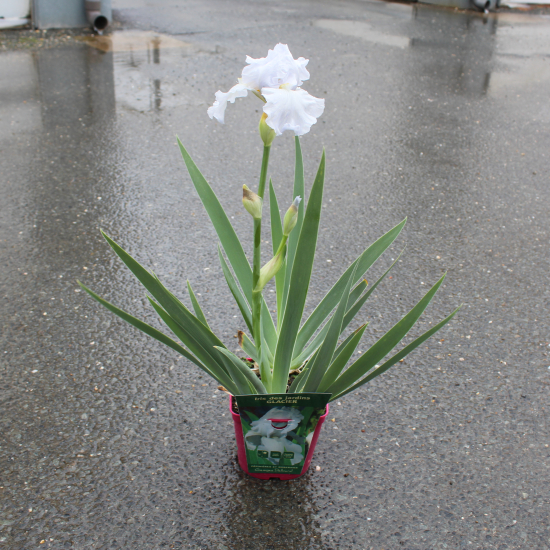 Iris d'allemagne 'Glacier blanc'