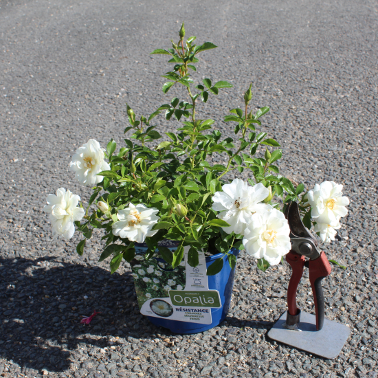 Rosier 'Opalia noaschnee '