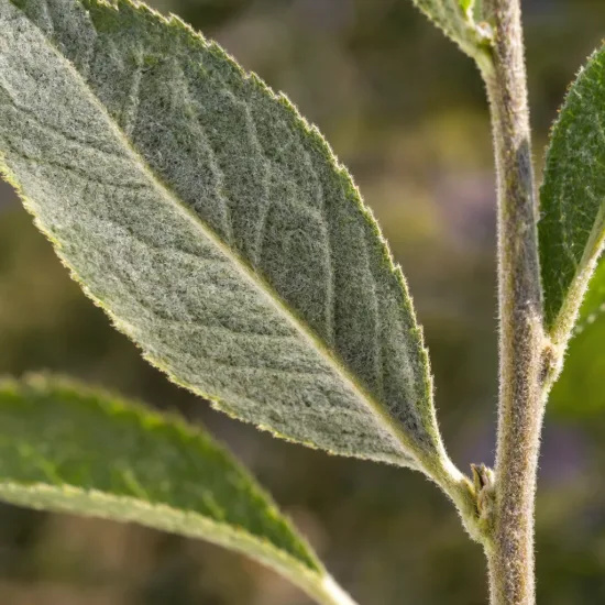 Arbre aux papillons à fleurs géantes 'Gulliver' (Buddleia × davidii) — gros plan sur feuilles velues et tige