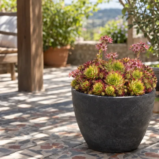 Joubarbe pineapple paradise 'Chick charms pineapple paradise' (Sempervivum) — touffes de rosettes vertes et rouges en pot · Photo d'illustration