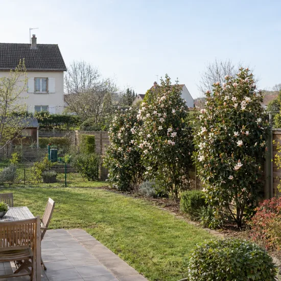 Magnolia 'Bubbles' (Michelia) — grands arbustes fleuris formant haie dans un jardin · Photo d'illustration