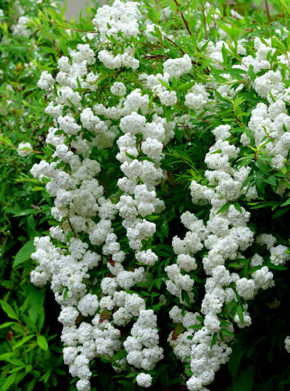Spirée arbustive du japon 'Snowmound'