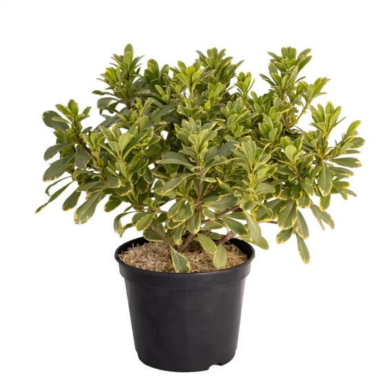 Pittosporum de chine 'Neige du ventoux'