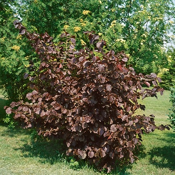Noisetier pourpre 'Purpurea'
