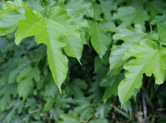 Mûrier platane sans fruit