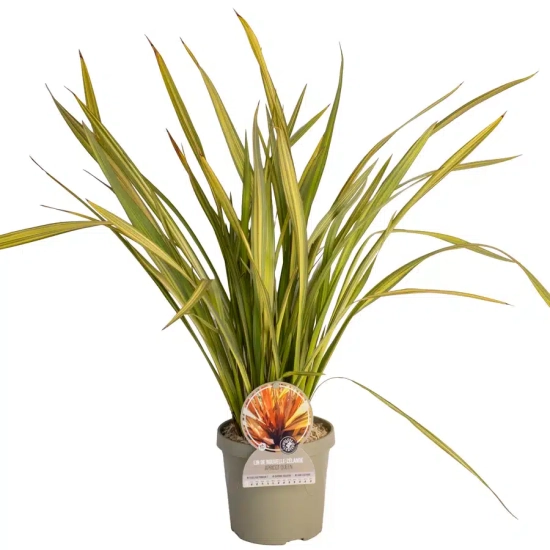 Lin de nouvelle-zélande 'Apricot queen'