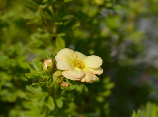Potentille 'Double punch cream'