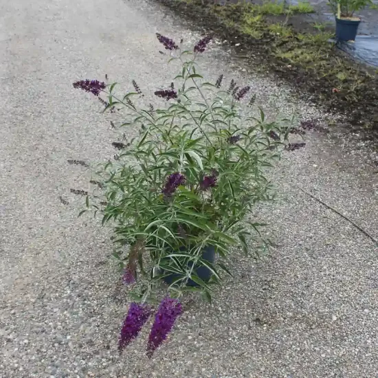 Arbre aux papillons 'rouge mauve' (Buddleia davidii) — Pot 7.5L, photo 8