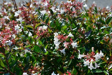 Abelia à grandes fleurs