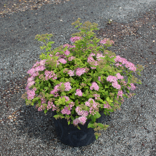 Spirée du japon 'Little princess'