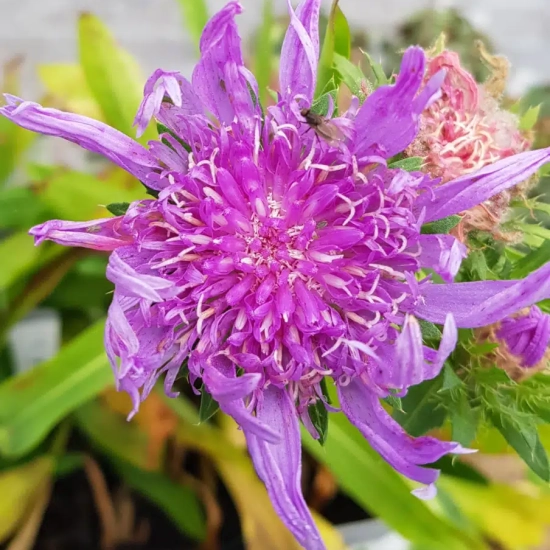 Bleuet d'amérique 'Blue star'
