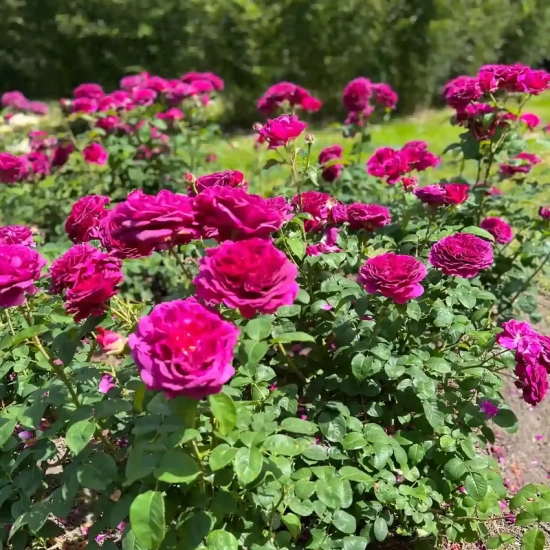 Rosier 'Purple voluptia'