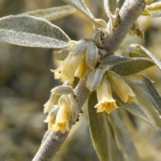 Goumi du japon à baies rouges 'Quicksilver' (Eleagnus angustifolia) — petites fleurs jaune pâle sur rameau argenté · Photo d'illustration