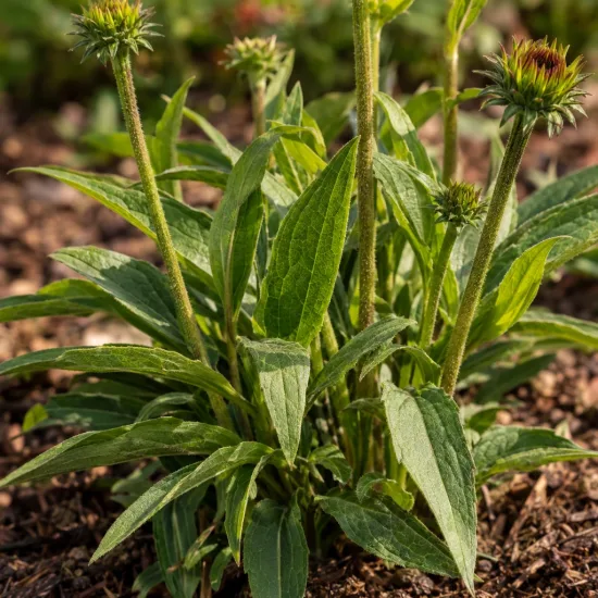 Échinacée 'Red' (Echinacea panama) — jeune plante vivace avec boutons floraux verts · Photo d'illustration