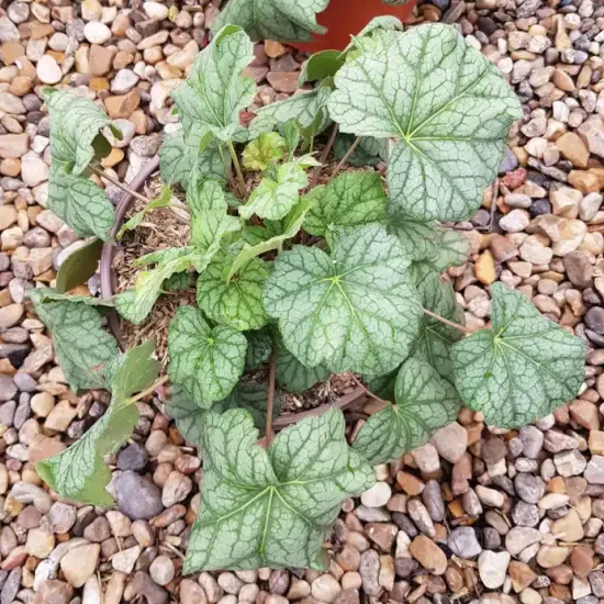 Heuchères 'Emerald queen' (Heuchera) — jeune plant à larges feuilles nervurées vert clair · Pot 3L