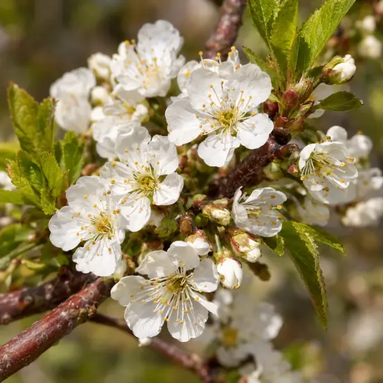 Cerisier 'Stella' (Prunus avium) — grappe de petites fleurs blanches sur rameau