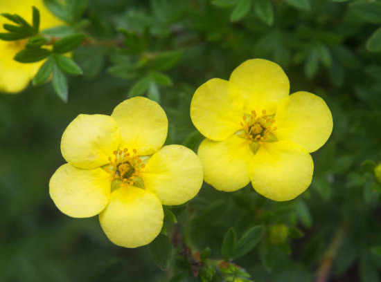 Potentille 'Double punch gold'