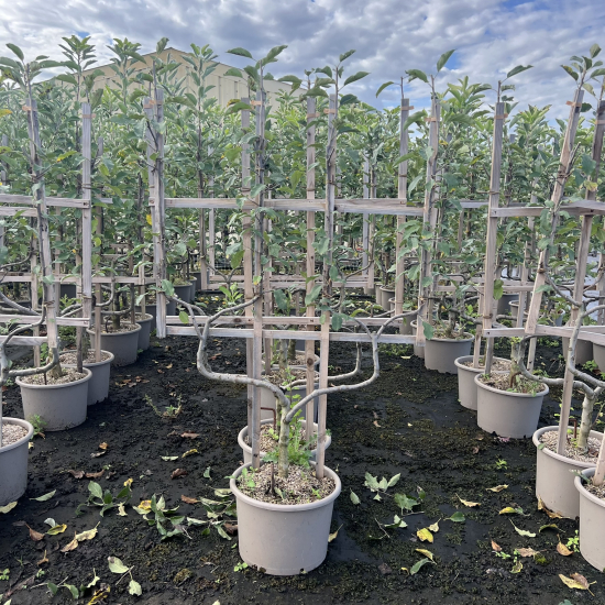 Pommier  'Delbard celeste'