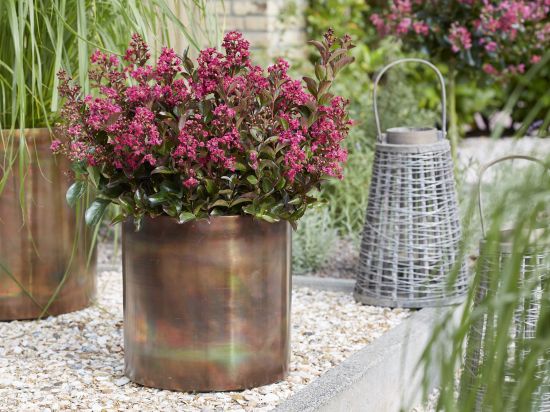 Lilas des indes 'Shell pink'