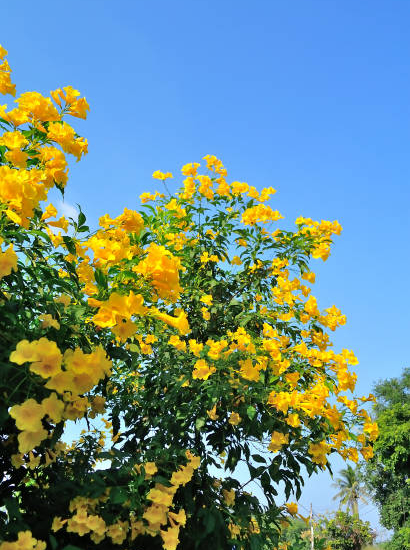 Bignone 'Gold trumpet creeper'
