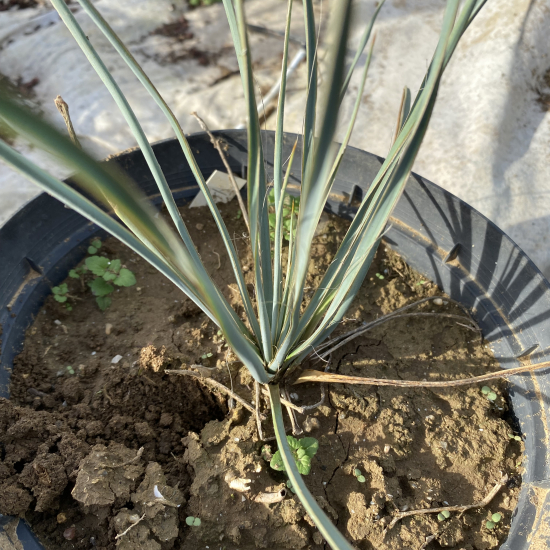 Yucca arbre à savon