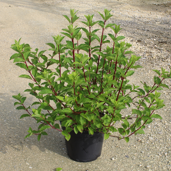 Hortensia paniculé 'Fraise melba'