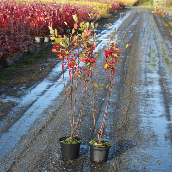 Aronie à feuilles d'arbousier 'Brilliant'
