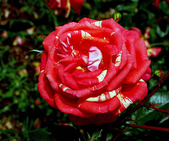 Rosier 'Broceliande '