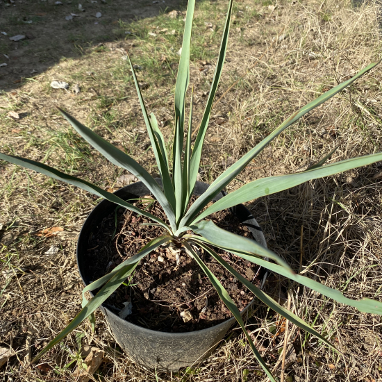 Yucca  pallida