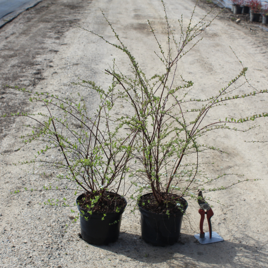 Spirée grefsheim 'Grefsheim'