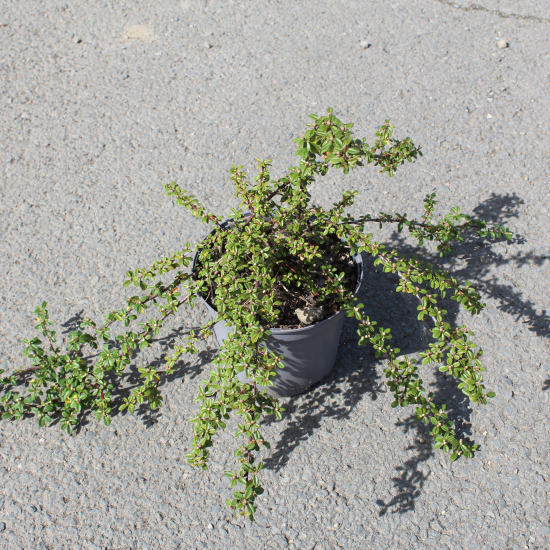 Cotonéaster 'Skogholm'