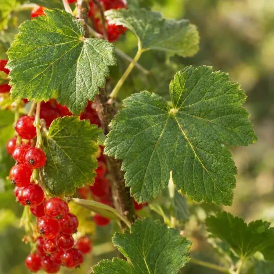 Groseillier à grappes rouges 'Monthou sur cher' (Ribes rubrum) — grappes de fruits rouges avec grand feuillage vert · Photo d'illustration