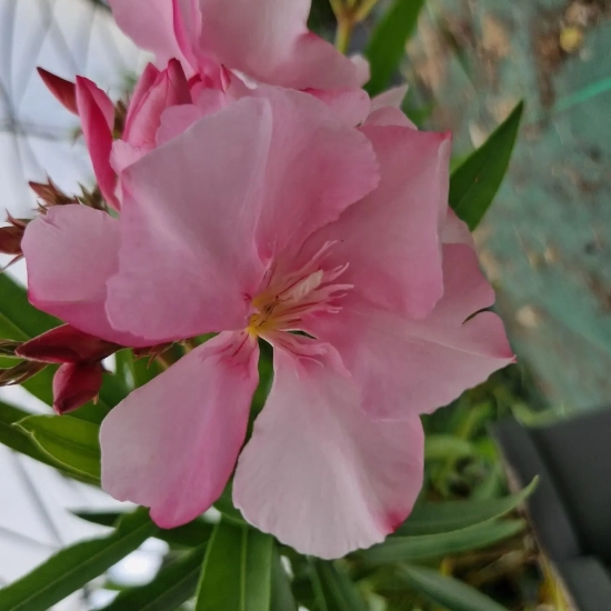 Laurier rose 'Louis Pouget'