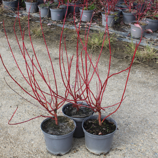 Cornouiller blanc 'Baton rouge'