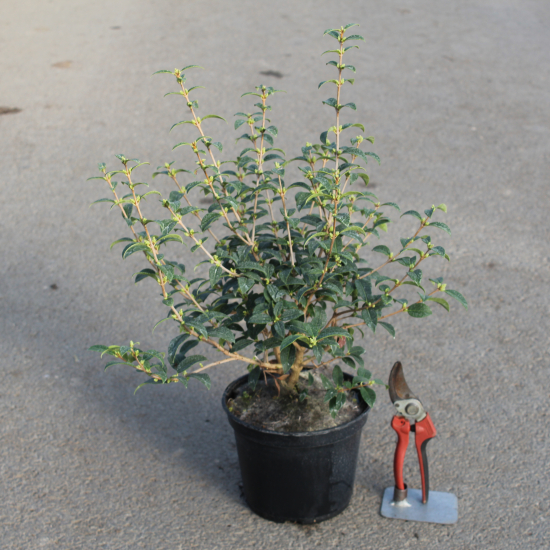 Osmanthe de burkwood