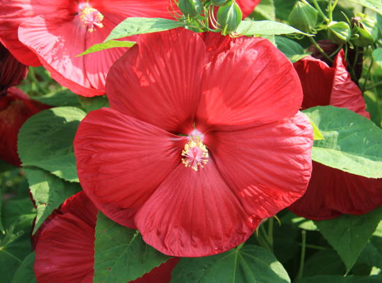Hibiscus des marais 'Geant red'