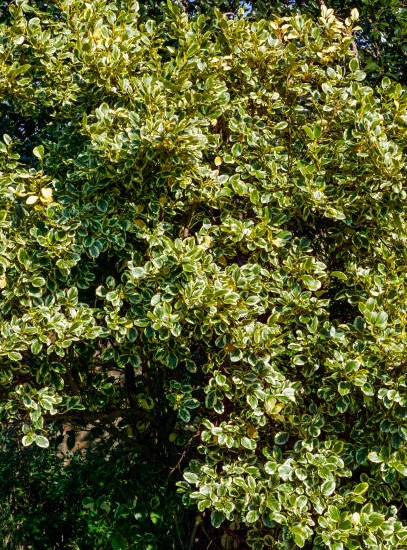 Troène de Californie 'variegata'