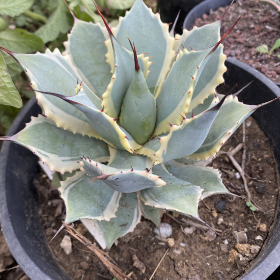 Agave  'Bluewinds'