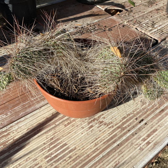 Opuntia  polyacantha