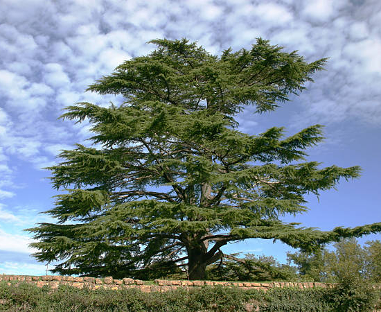 Cèdre du liban